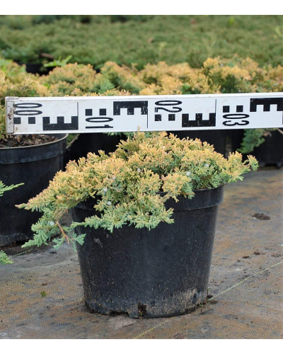 Ялівець горизонтальний Голден Карпет | Juniperus horizontalis Golden Carpet | Можжевельник горизонтальный Голден Карпет