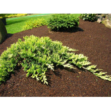 Ялівець горизонтальний Голден Карпет | Juniperus horizontalis Golden Carpet | Можжевельник горизонтальный Голден Карпет