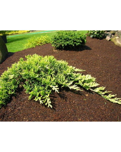 Ялівець горизонтальний Голден Карпет | Juniperus horizontalis Golden Carpet | Можжевельник горизонтальный Голден Карпет