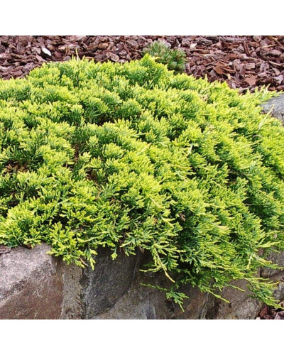 Ялівець горизонтальний Голден Карпет | Juniperus horizontalis Golden Carpet | Можжевельник горизонтальный Голден Карпет