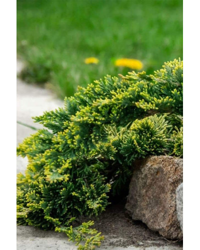 Ялівець горизонтальний Голден Карпет | Juniperus horizontalis Golden Carpet | Можжевельник горизонтальный Голден Карпет
