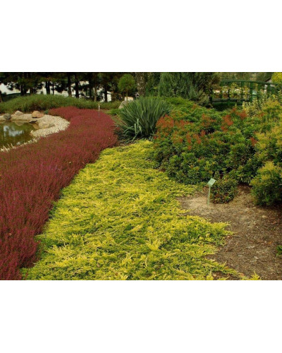 Ялівець горизонтальний Голден Карпет | Juniperus horizontalis Golden Carpet | Можжевельник горизонтальный Голден Карпет