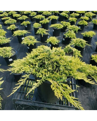 Ялівець горизонтальний Голден Карпет | Juniperus horizontalis Golden Carpet | Можжевельник горизонтальный Голден Карпет