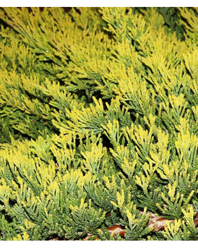 Ялівець горизонтальний Голден Карпет | Juniperus horizontalis Golden Carpet | Можжевельник горизонтальный Голден Карпет