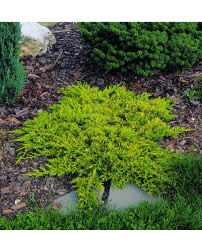 Ялівець горизонтальний Голден Карпет | Juniperus horizontalis Golden Carpet | Можжевельник горизонтальный Голден Карпет