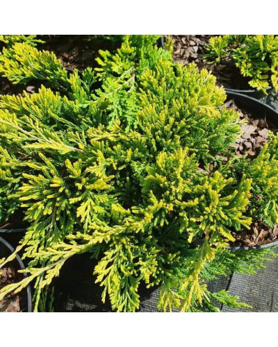 Ялівець горизонтальний Голден Карпет | Juniperus horizontalis Golden Carpet | Можжевельник горизонтальный Голден Карпет