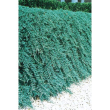 Ялівець горизонтальний Вілтоні | Juniperus horizontalis Wiltonii | Можжевельник горизонтальный Вилтони