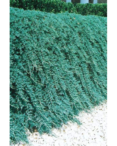 Ялівець горизонтальний Вілтоні | Juniperus horizontalis Wiltonii | Можжевельник горизонтальный Вилтони