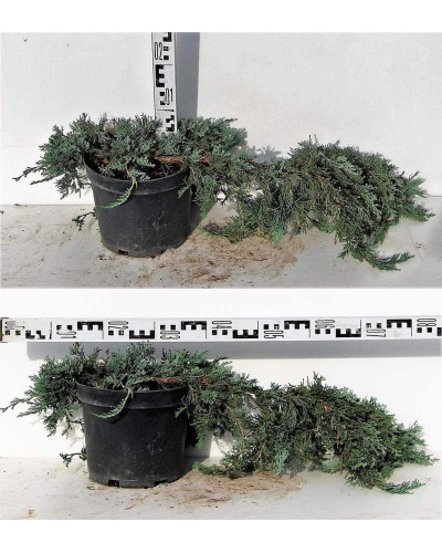 Ялівець горизонтальний Вілтоні | Juniperus horizontalis Wiltonii | Можжевельник горизонтальный Вилтони