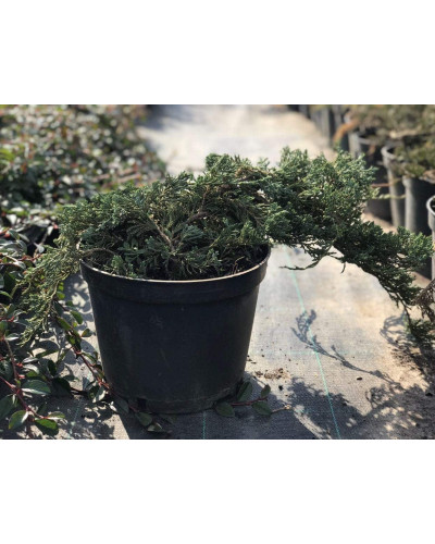 Ялівець горизонтальний Вілтоні | Juniperus horizontalis Wiltonii | Можжевельник горизонтальный Вилтони