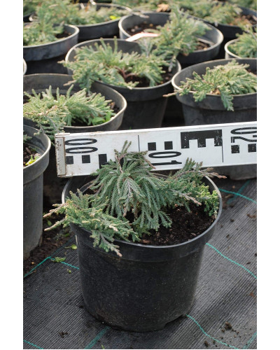Ялівець горизонтальний Вілтоні | Juniperus horizontalis Wiltonii | Можжевельник горизонтальный Вилтони