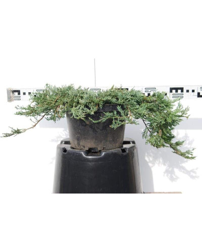 Ялівець горизонтальний Вілтоні | Juniperus horizontalis Wiltonii | Можжевельник горизонтальный Вилтони