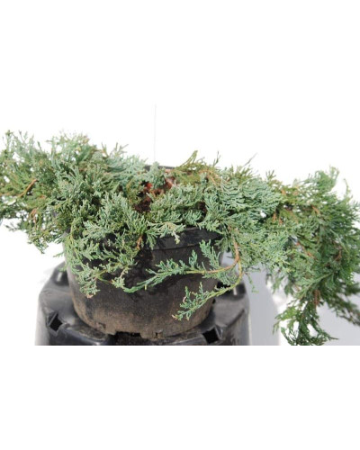 Ялівець горизонтальний Вілтоні | Juniperus horizontalis Wiltonii | Можжевельник горизонтальный Вилтони