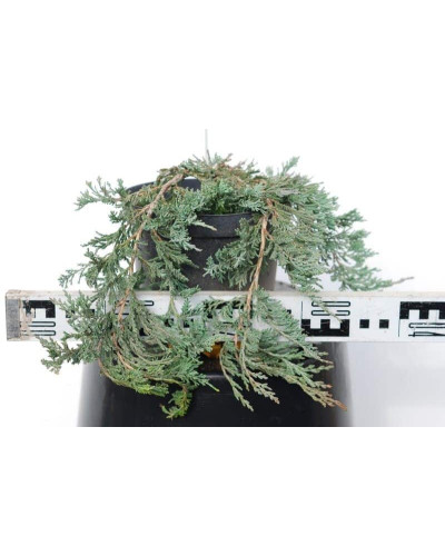 Ялівець горизонтальний Вілтоні | Juniperus horizontalis Wiltonii | Можжевельник горизонтальный Вилтони