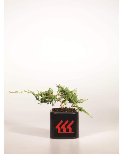 Ялівець горизонтальний Вілтоні | Juniperus horizontalis Wiltonii | Можжевельник горизонтальный Вилтони