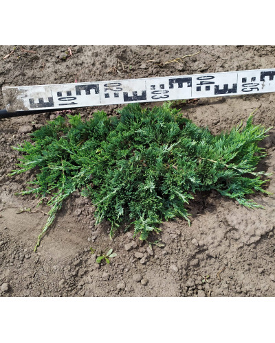 Ялівець горизонтальний Вілтоні | Juniperus horizontalis Wiltonii | Можжевельник горизонтальный Вилтони