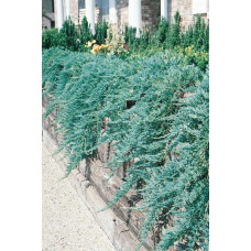 Ялівець горизонтальний Вілтоні | Juniperus horizontalis Wiltonii | Можжевельник горизонтальный Вилтони