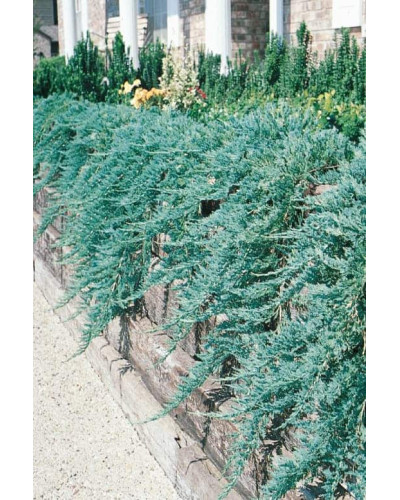 Ялівець горизонтальний Вілтоні | Juniperus horizontalis Wiltonii | Можжевельник горизонтальный Вилтони