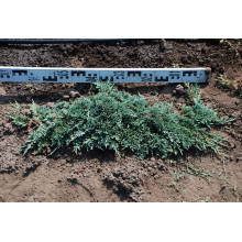 Ялівець горизонтальний Вілтоні | Juniperus horizontalis Wiltonii | Можжевельник горизонтальный Вилтони