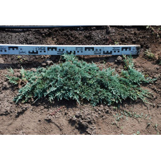 Ялівець горизонтальний Вілтоні | Juniperus horizontalis Wiltonii | Можжевельник горизонтальный Вилтони