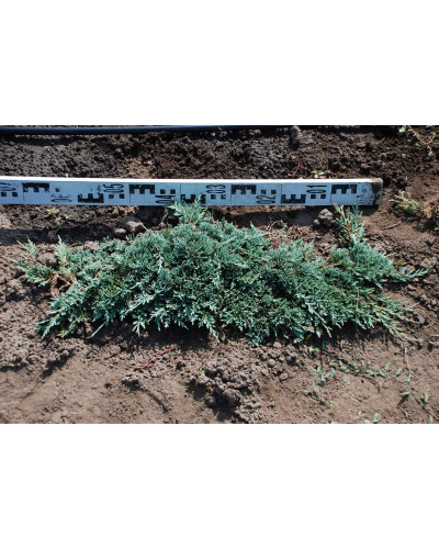 Ялівець горизонтальний Вілтоні | Juniperus horizontalis Wiltonii | Можжевельник горизонтальный Вилтони