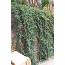 Ялівець горизонтальний Вілтоні | Juniperus horizontalis Wiltonii | Можжевельник горизонтальный Вилтони