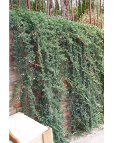 Ялівець горизонтальний Вілтоні | Juniperus horizontalis Wiltonii | Можжевельник горизонтальный Вилтони