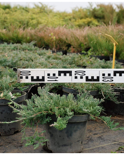 Ялівець горизонтальний Вілтоні | Juniperus horizontalis Wiltonii | Можжевельник горизонтальный Вилтони