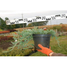 Ялівець горизонтальний Вілтоні | Juniperus horizontalis Wiltonii | Можжевельник горизонтальный Вилтони