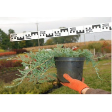 Ялівець горизонтальний Вілтоні | Juniperus horizontalis Wiltonii | Можжевельник горизонтальный Вилтони