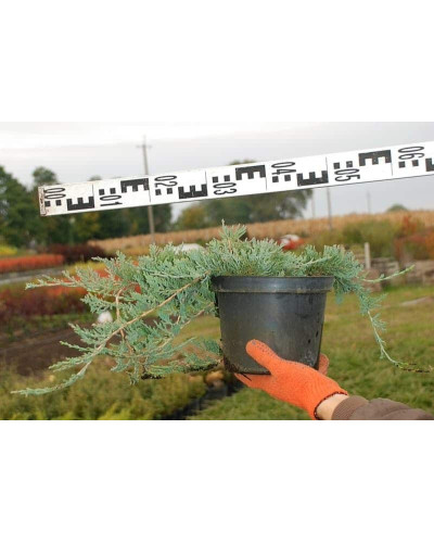 Ялівець горизонтальний Вілтоні | Juniperus horizontalis Wiltonii | Можжевельник горизонтальный Вилтони