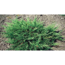 Ялівець горизонтальний Вілтоні | Juniperus horizontalis Wiltonii | Можжевельник горизонтальный Вилтони