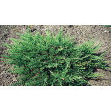 Ялівець горизонтальний Вілтоні | Juniperus horizontalis Wiltonii | Можжевельник горизонтальный Вилтони