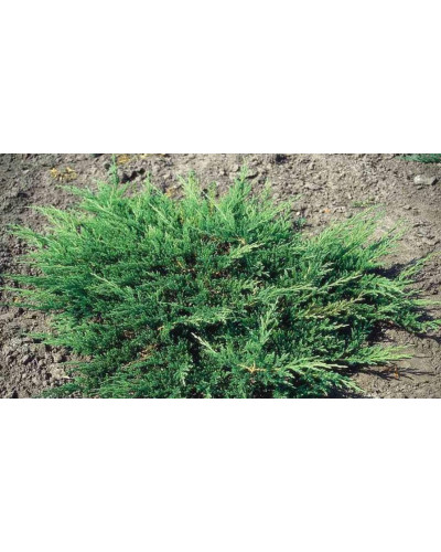 Ялівець горизонтальний Вілтоні | Juniperus horizontalis Wiltonii | Можжевельник горизонтальный Вилтони