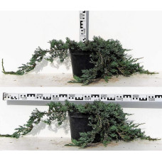Ялівець горизонтальний Вілтоні | Juniperus horizontalis Wiltonii | Можжевельник горизонтальный Вилтони
