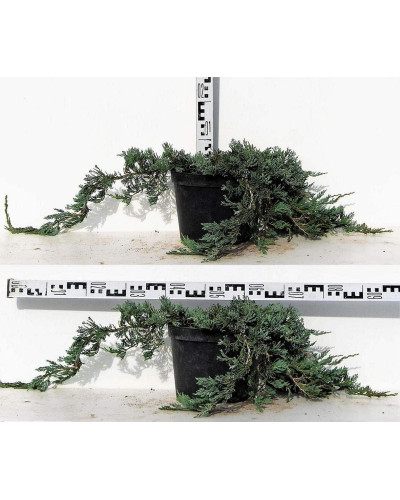 Ялівець горизонтальний Вілтоні | Juniperus horizontalis Wiltonii | Можжевельник горизонтальный Вилтони
