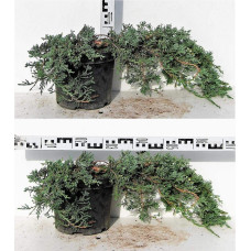 Ялівець горизонтальний Вілтоні | Juniperus horizontalis Wiltonii | Можжевельник горизонтальный Вилтони