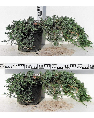Ялівець горизонтальний Вілтоні | Juniperus horizontalis Wiltonii | Можжевельник горизонтальный Вилтони