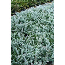 Ялівець горизонтальний Блю Чіп / Блу Чіп | Juniperus horizontalis Blue Chip | Можжевельник горизонтальный Блю Чип / Блу Чип