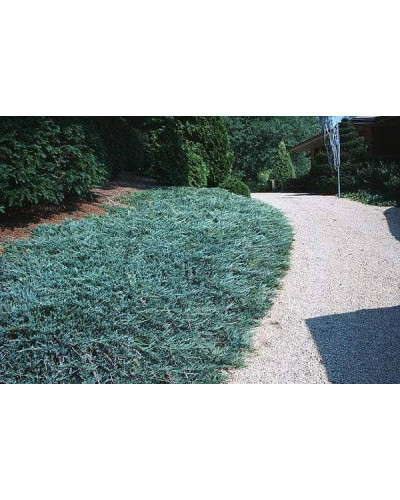 Ялівець горизонтальний Блю Чіп / Блу Чіп | Juniperus horizontalis Blue Chip | Можжевельник горизонтальный Блю Чип / Блу Чип
