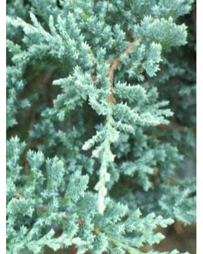 Ялівець горизонтальний Блю Чіп / Блу Чіп | Juniperus horizontalis Blue Chip | Можжевельник горизонтальный Блю Чип / Блу Чип