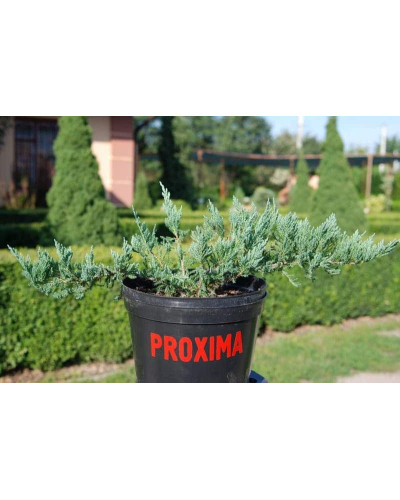Ялівець горизонтальний Блю Чіп / Блу Чіп | Juniperus horizontalis Blue Chip | Можжевельник горизонтальный Блю Чип / Блу Чип