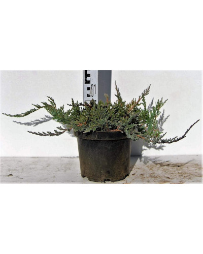 Ялівець горизонтальний Блю Чіп / Блу Чіп | Juniperus horizontalis Blue Chip | Можжевельник горизонтальный Блю Чип / Блу Чип
