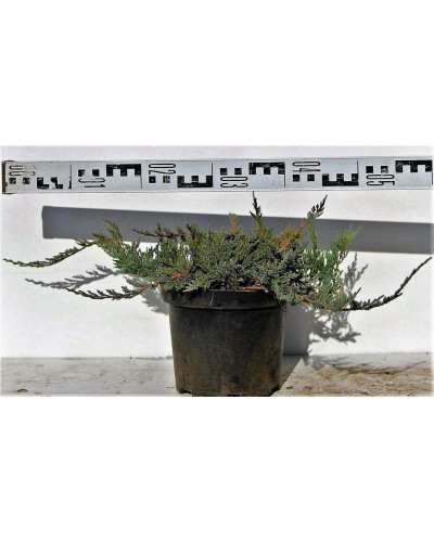 Ялівець горизонтальний Блю Чіп / Блу Чіп | Juniperus horizontalis Blue Chip | Можжевельник горизонтальный Блю Чип / Блу Чип