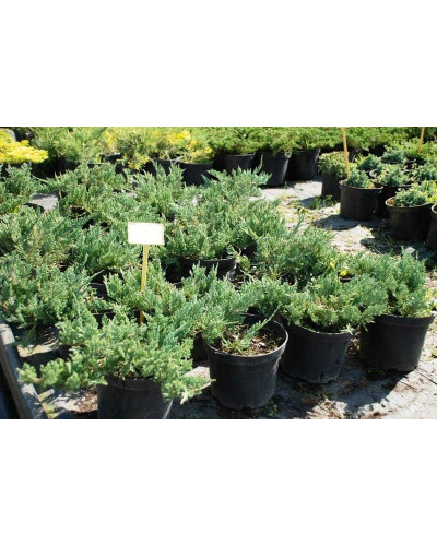 Ялівець горизонтальний Блю Чіп / Блу Чіп | Juniperus horizontalis Blue Chip | Можжевельник горизонтальный Блю Чип / Блу Чип
