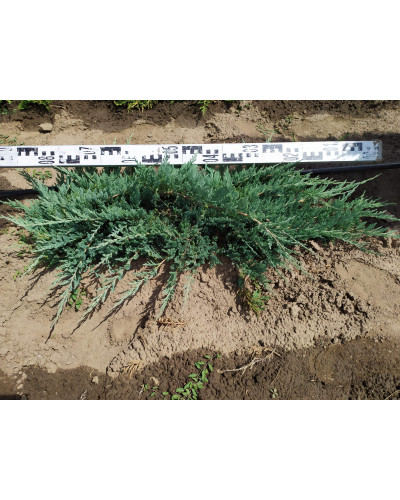 Ялівець горизонтальний Блю Чіп / Блу Чіп | Juniperus horizontalis Blue Chip | Можжевельник горизонтальный Блю Чип / Блу Чип