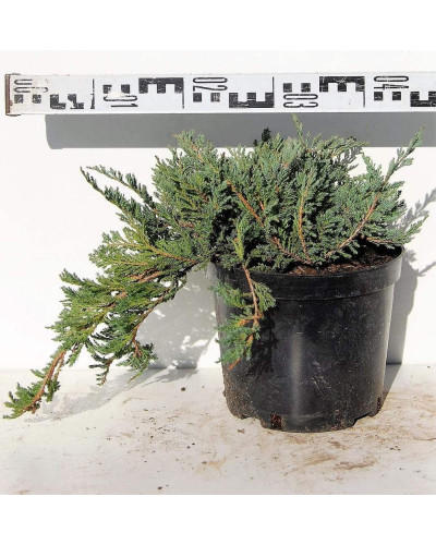 Ялівець горизонтальний Блю Чіп / Блу Чіп | Juniperus horizontalis Blue Chip | Можжевельник горизонтальный Блю Чип / Блу Чип