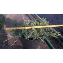 Ялівець горизонтальний Блю Чіп / Блу Чіп | Juniperus horizontalis Blue Chip | Можжевельник горизонтальный Блю Чип / Блу Чип