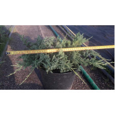 Ялівець горизонтальний Блю Чіп / Блу Чіп | Juniperus horizontalis Blue Chip | Можжевельник горизонтальный Блю Чип / Блу Чип