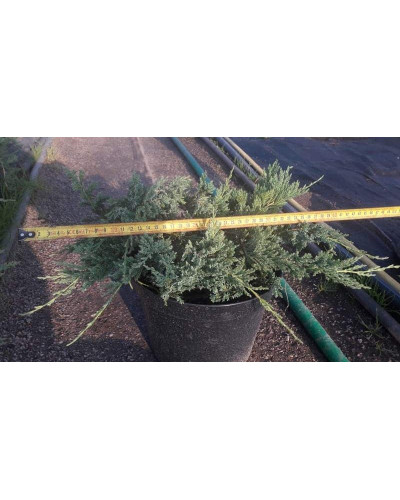 Ялівець горизонтальний Блю Чіп / Блу Чіп | Juniperus horizontalis Blue Chip | Можжевельник горизонтальный Блю Чип / Блу Чип